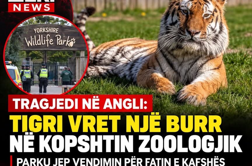 🚨 TRAGJEDI NË ANGLI: TIGRI VRET NJË BURR NË KOPSHTIN ZOOLOGJIK – MERRET VENDIMI PËR FATIN E KAFSHËS!