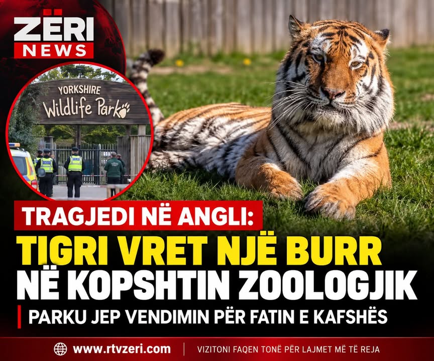 🚨 TRAGJEDI NË ANGLI: TIGRI VRET NJË BURR NË KOPSHTIN ZOOLOGJIK – MERRET VENDIMI PËR FATIN E KAFSHËS!